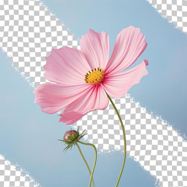 PSD flower of the universe