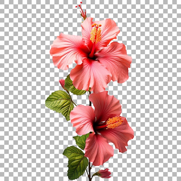 PSD a flower vase with a background of a flower and the words hibiscus