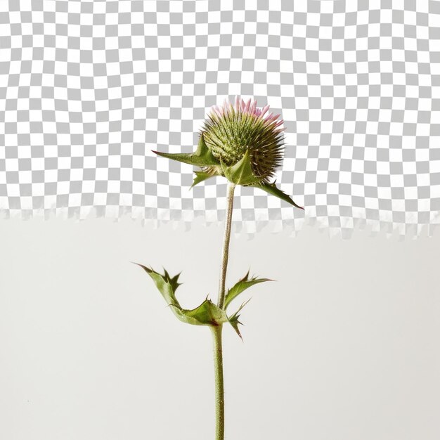 PSD a flower with a green bud in the middle of it