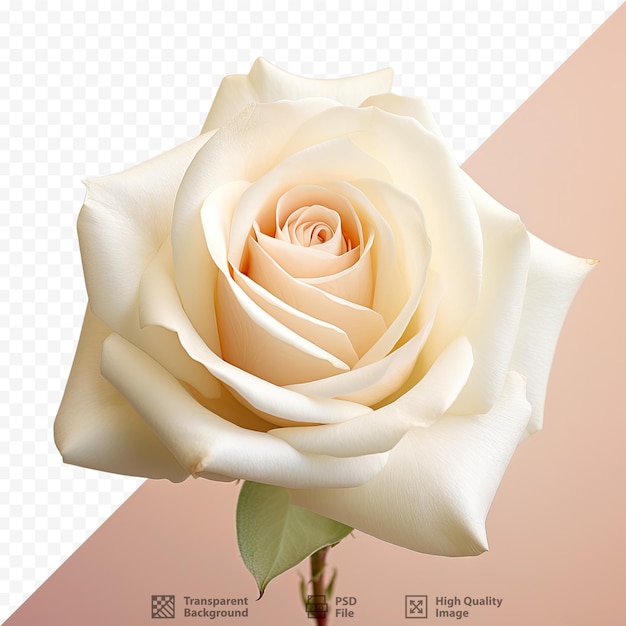 PSD un fiore con l'immagine di una rosa bianca.