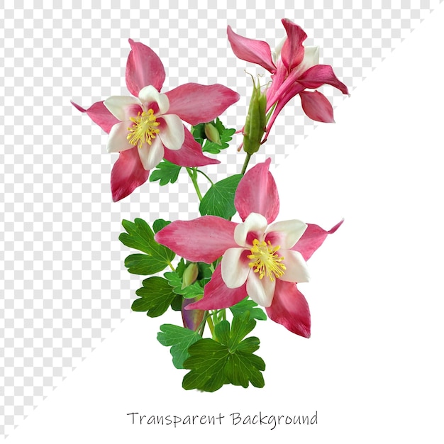 Flower with transparent background