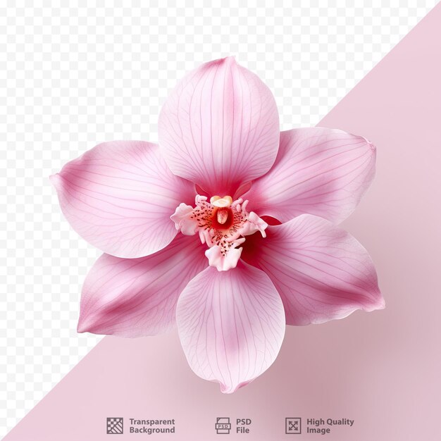 PSD a flower with the word hibiscus on it