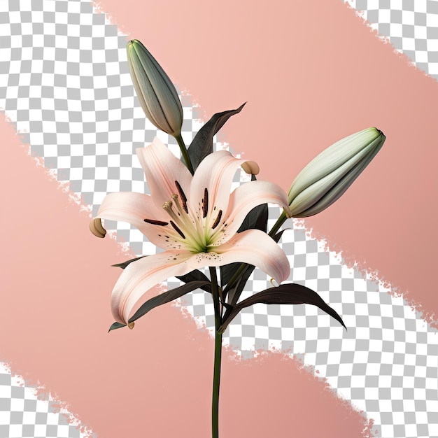PSD a flower with the word lily on it