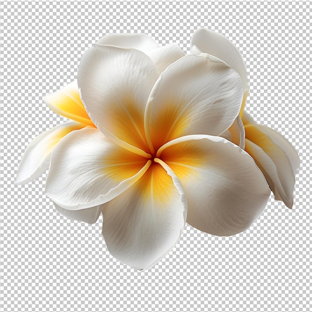 PSD a flower with yellow and orange petals and the yellow and white flower