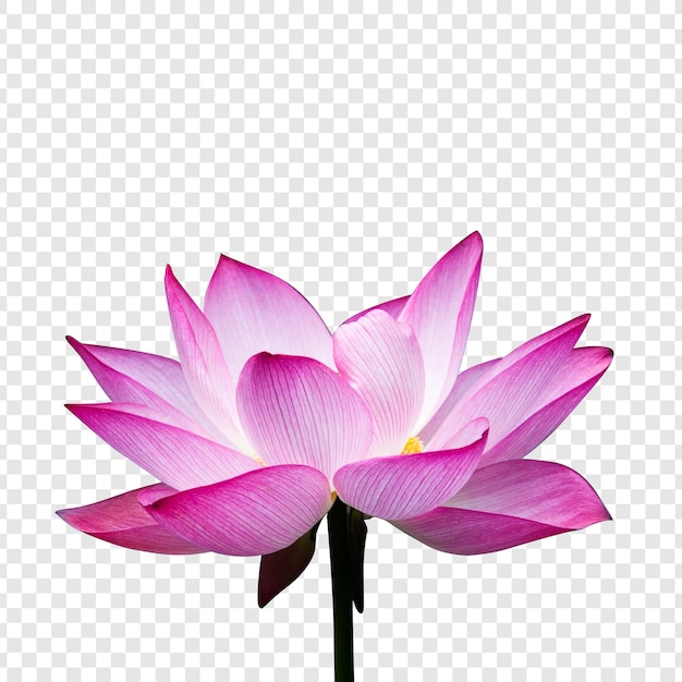 PSD flower