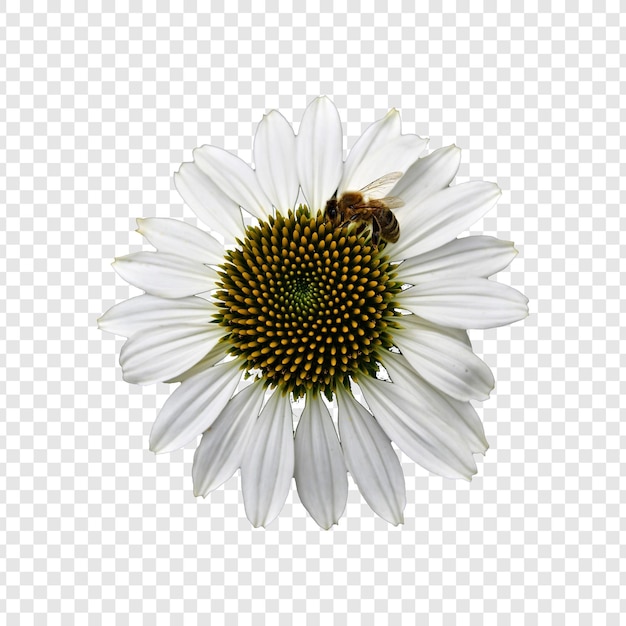 PSD flower