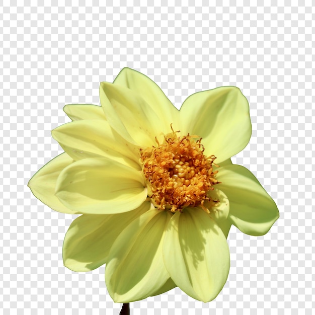花朵嘅花朵