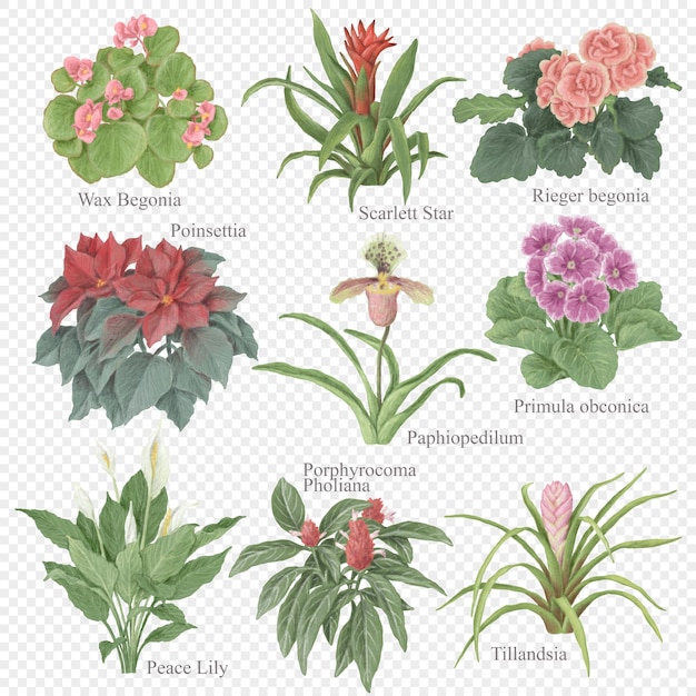 PSD flowering indoor plants clipart set