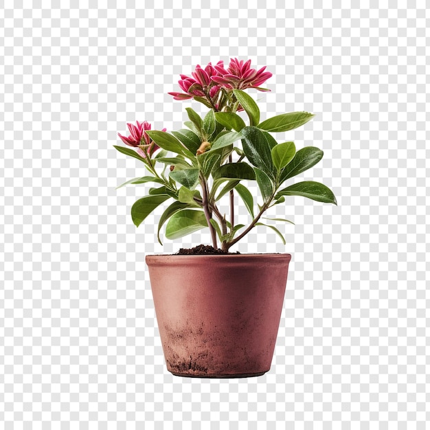 PSD flowerpot isolated on transparent background