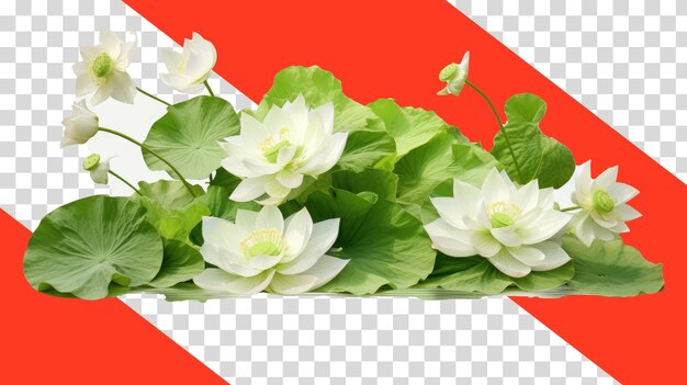 透明な背景に花の画像png psd