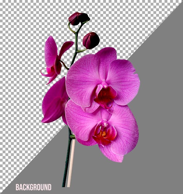 PSD immagini png di fiori