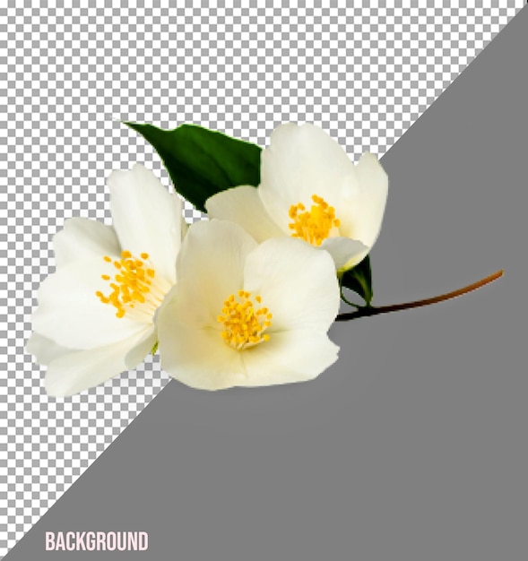 Immagini png di fiori