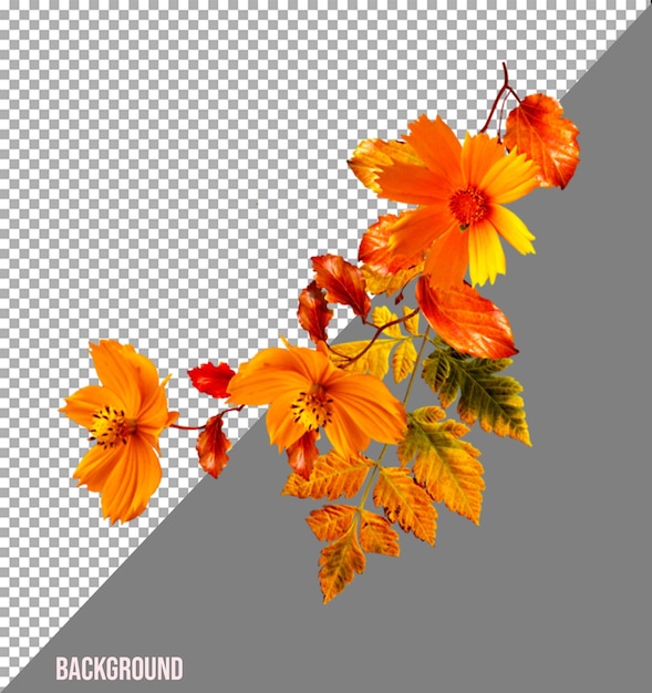 Flowers png image