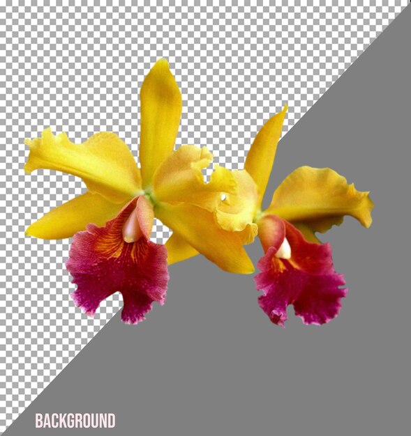 PSD immagini png di fiori