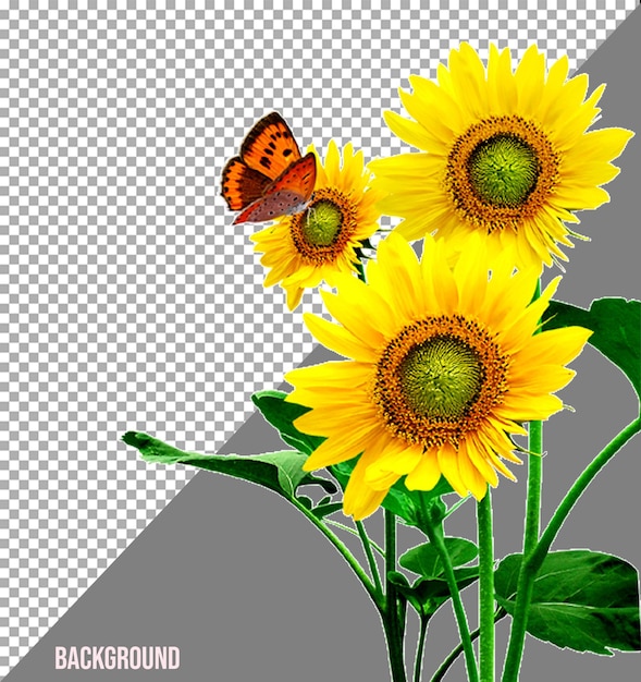 PSD flowers png image