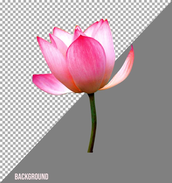 Immagini png di fiori