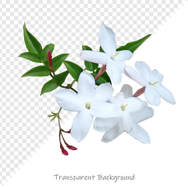 透明な背景の花