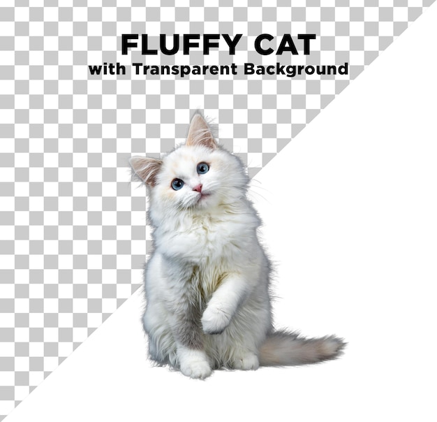 Fluffy cat photo psd with transparent background