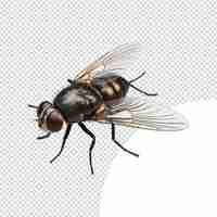 PSD fly isolated on transparent background