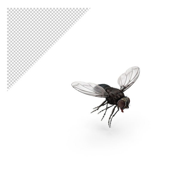 PSD fly png