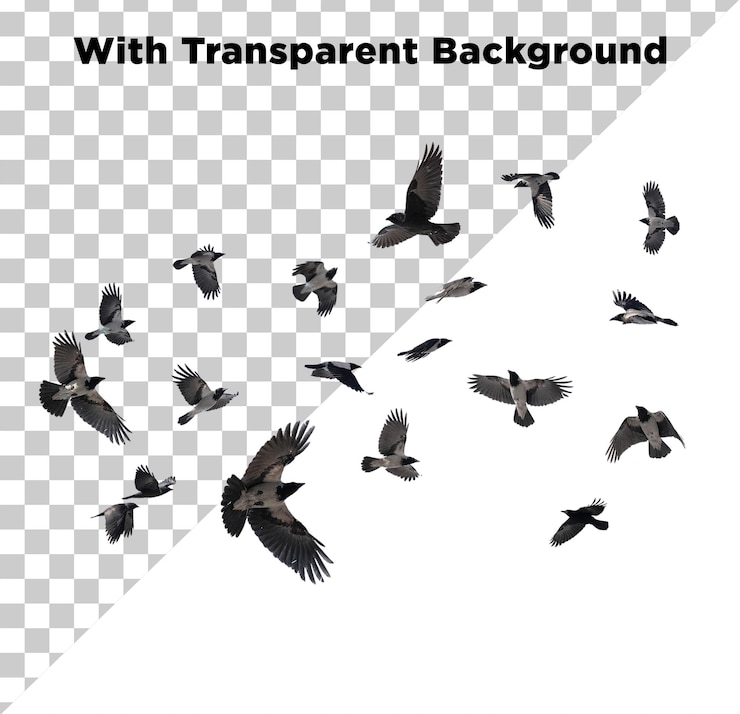 PSD flying beautiful birds png