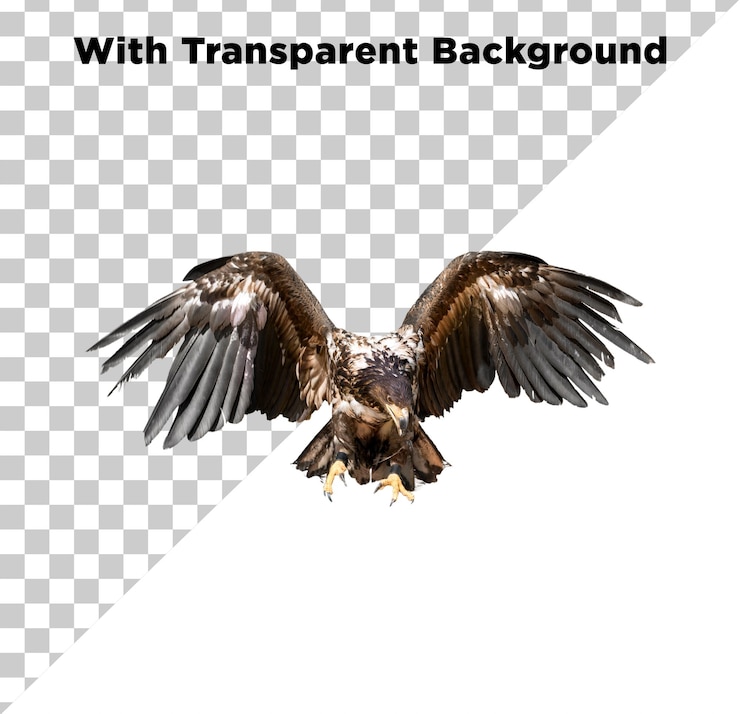 PSD flying eagle photo without background