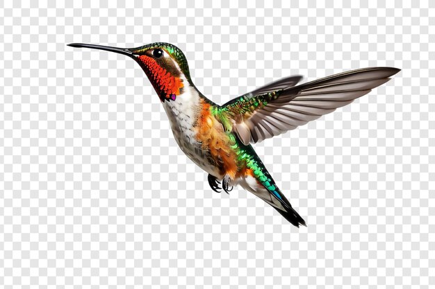 PSD flying hummingbird png isolated on transparent background