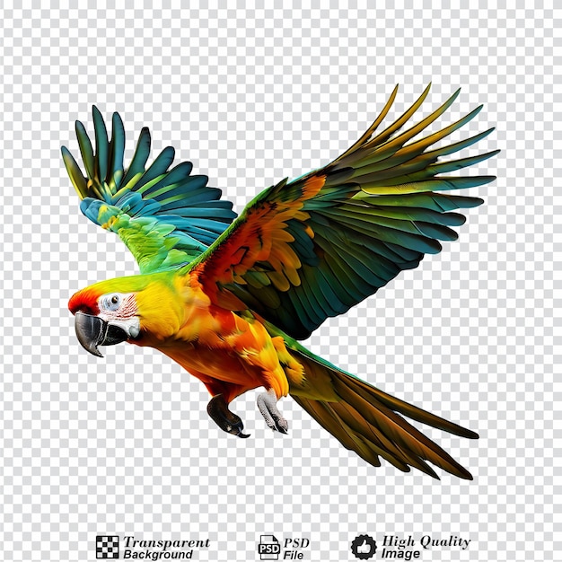 PSD flying parrot isolated on transparent background