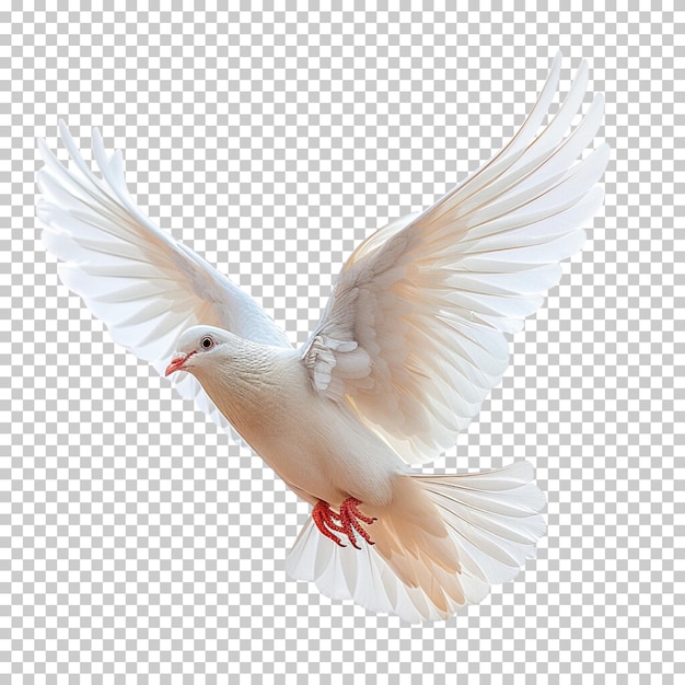 PSD Летающий голубь изолирован на прозрачном фоне