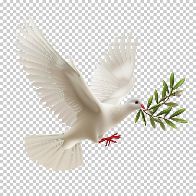 PSD flying pigeon isolated on transparent background