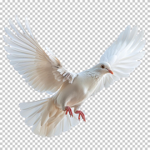 PSD flying pigeon isolated on transparent background