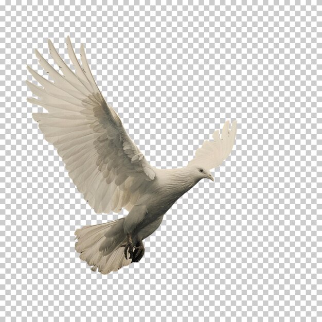 PSD flying pigeon isolated on transparent background