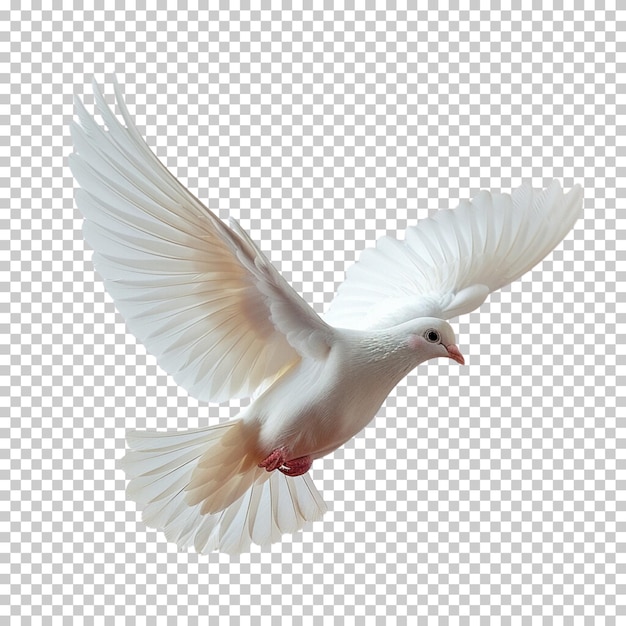 PSD flying pigeon isolated on transparent background