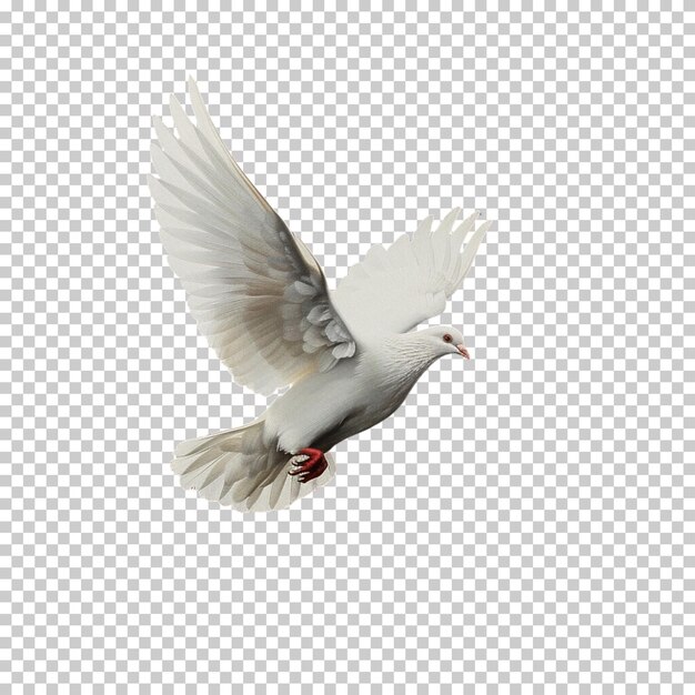 PSD flying pigeon isolated on transparent background