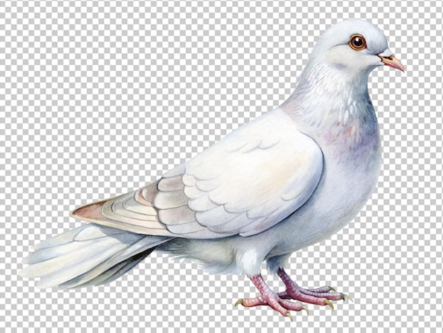 PSD flying pigeon