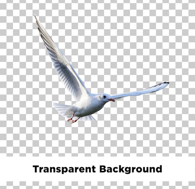 Flying Seagull isolated on transparent background