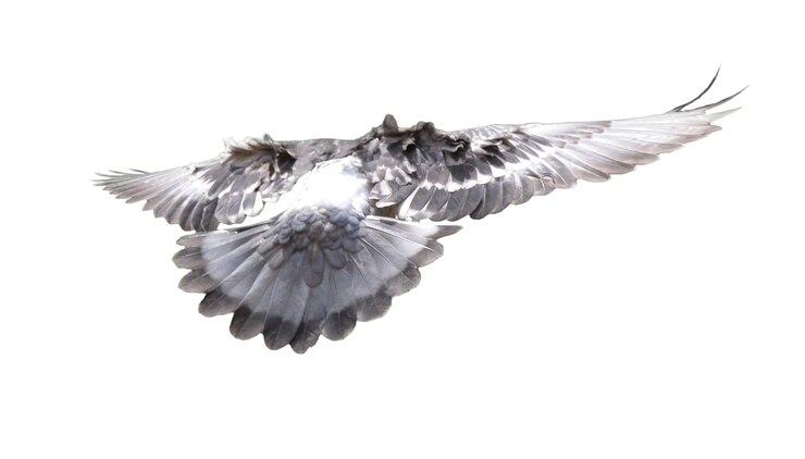 PSD flying and standing pigeon stock photos for urban wildlife and nature projects