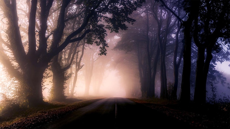 PSD a foggy forest with a road