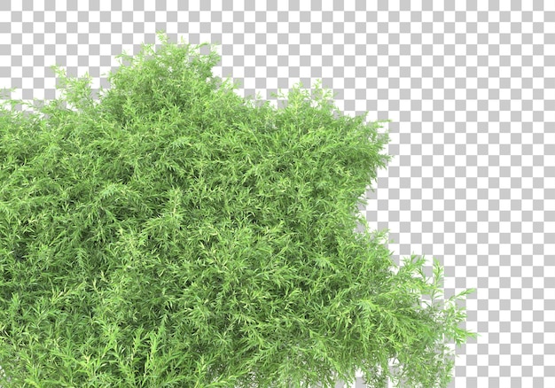 투명 한 배경 3d 렌더링 그림에 단풍 영역