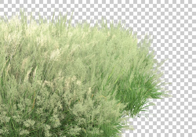 PSD foliage on transparent background 3d rendering illustration