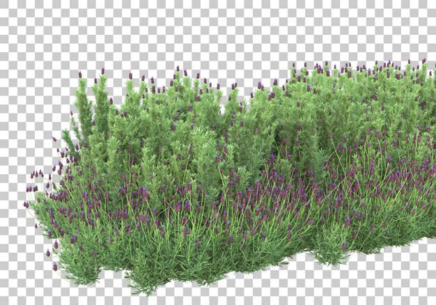 투명 배경 3d 렌더링 일러스트와 함께 단풍