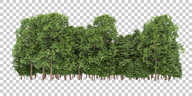 Forest isolated on transparent background 3d rendering illustration