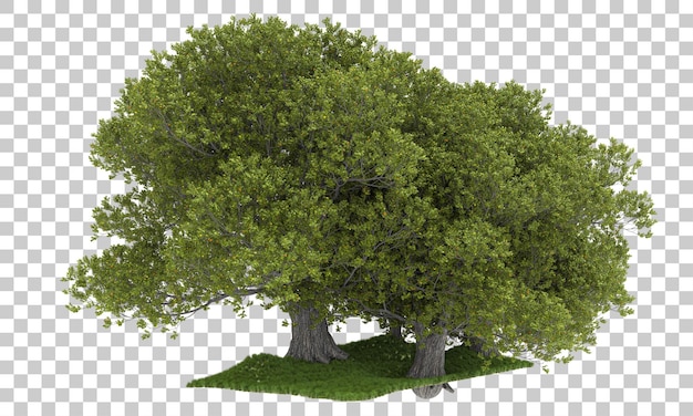 Forest isolated on transparent background 3d rendering illustration