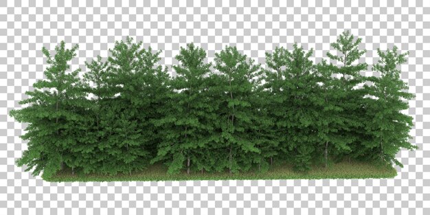 forest on transparent background. 3d rendering - illustration