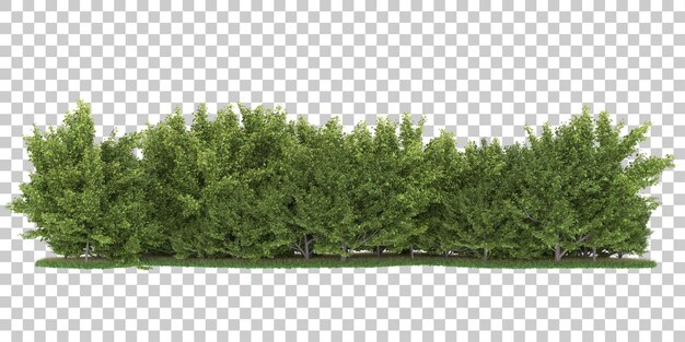 forest on transparent background. 3d rendering - illustration