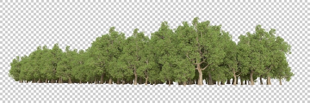 PSD foresta su sfondo trasparente 3d rendering illustrazione