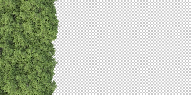 Forest on transparent background 3d rendering illustration