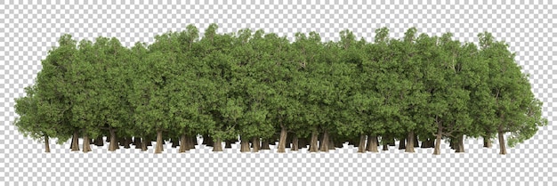 Forest on transparent background 3d rendering illustration