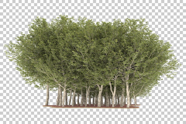 Forest on transparent background. 3d rendering - illustration