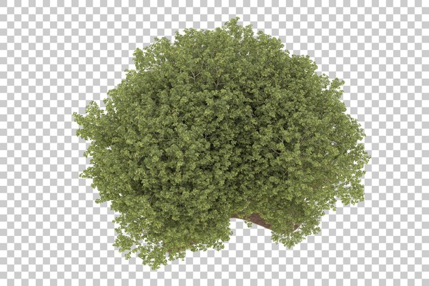 PSD forest on transparent background. 3d rendering - illustration